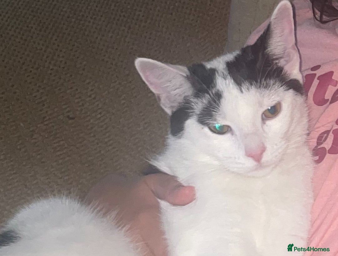 Domestic Shorthair cats for sale: Trixie  - Image 3