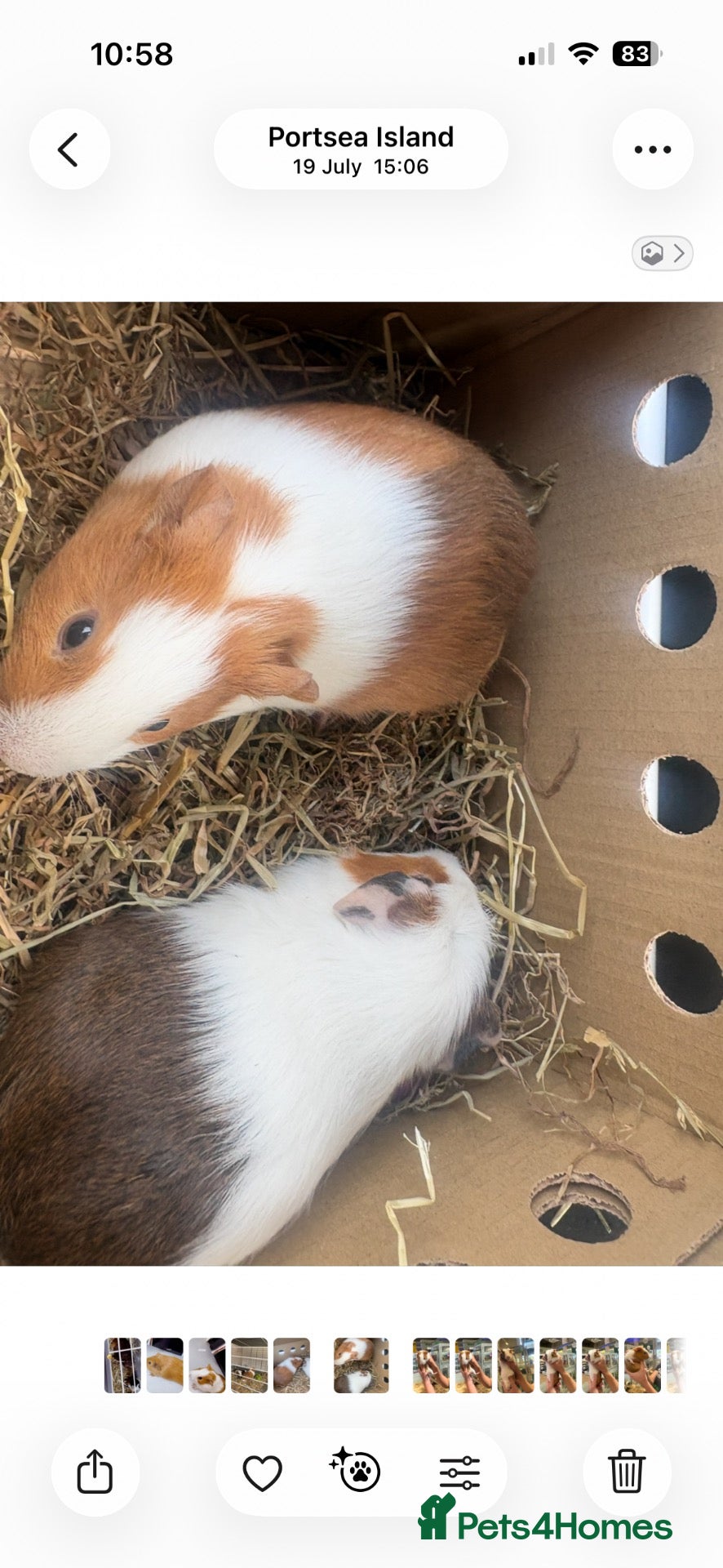 Guinea Pig rodents Two bonded male lovely guinea pigs and hutch  - Advert 2
