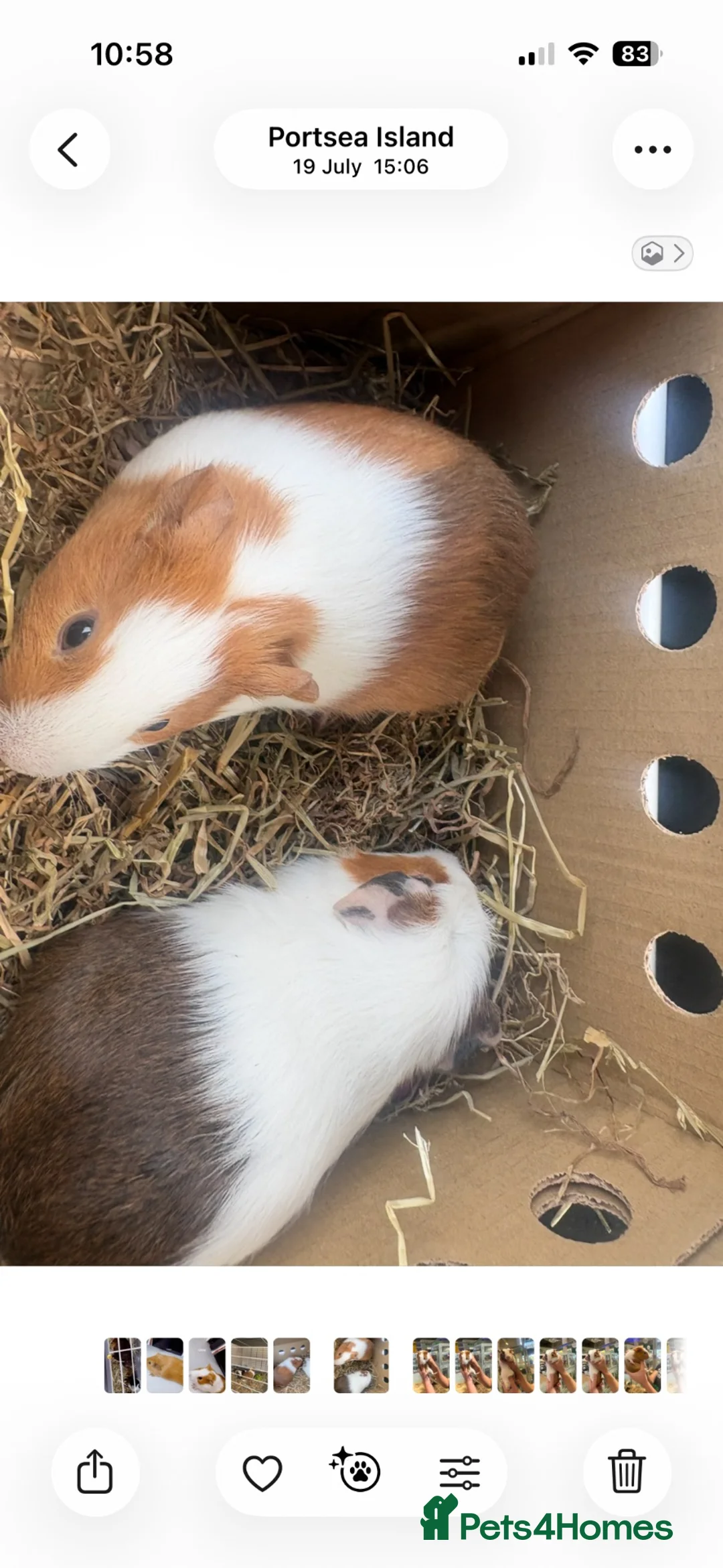 Guinea Pig rodents for sale: Two bonded male lovely guinea pigs and hutch  in Gosport - Advert 2