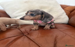 Miniature Dachshund dogs for sale: Beautiful Mini Dachshund Pups 🐶 5 Star ⭐ Breeder - Image 14