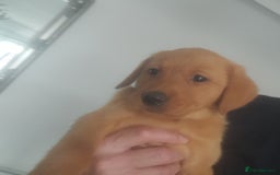 Golden Retriever dogs for sale: Red fox labrador puppy's  - Image 4