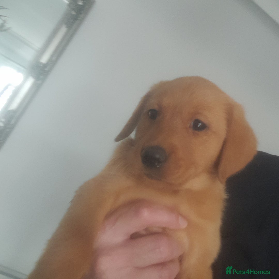 Golden Retriever dogs for sale: Red fox labrador puppy's  - Image 4