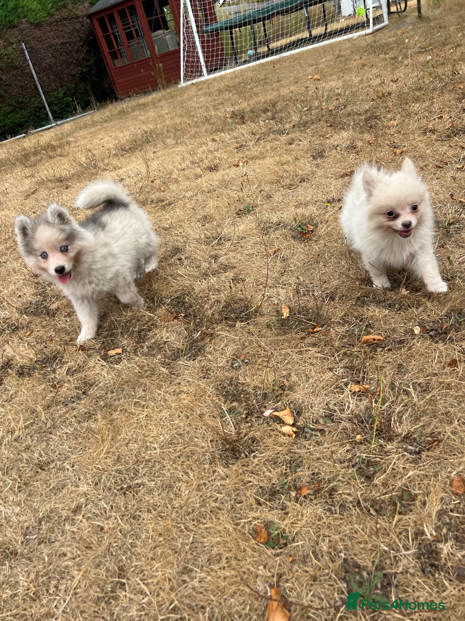 Pomsky dogs Pomsky Puppies - Advert 20
