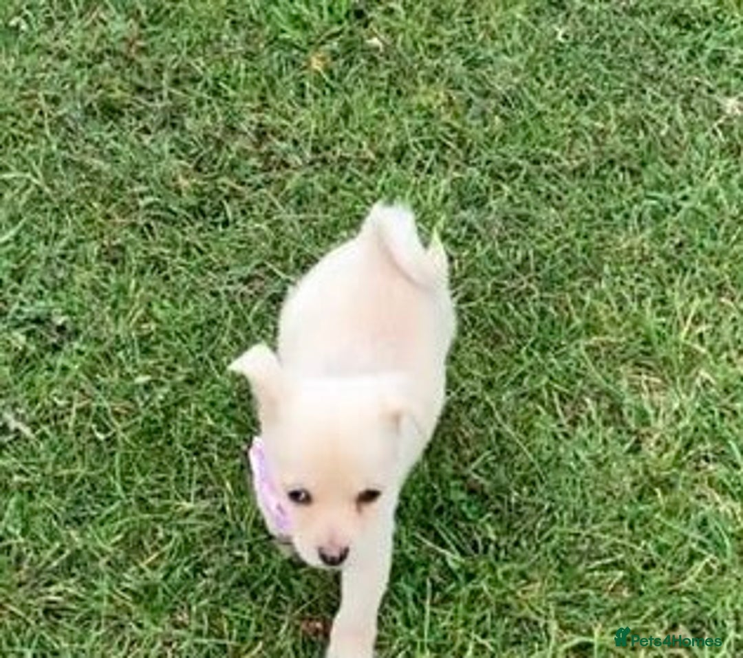 Pomchi dogs for sale: Pomchi girl - Image 4