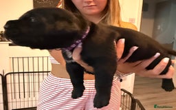 Cane Corso dogs for sale: CANE CORSO PUPS - Image 9