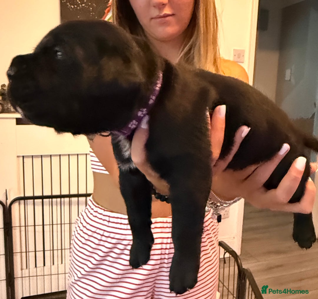 Cane Corso dogs for sale: CANE CORSO PUPS - Image 9