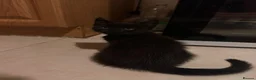 Maine Coon cats for sale: Beautiful Maine Coon Cross Kittens  - Advert 2