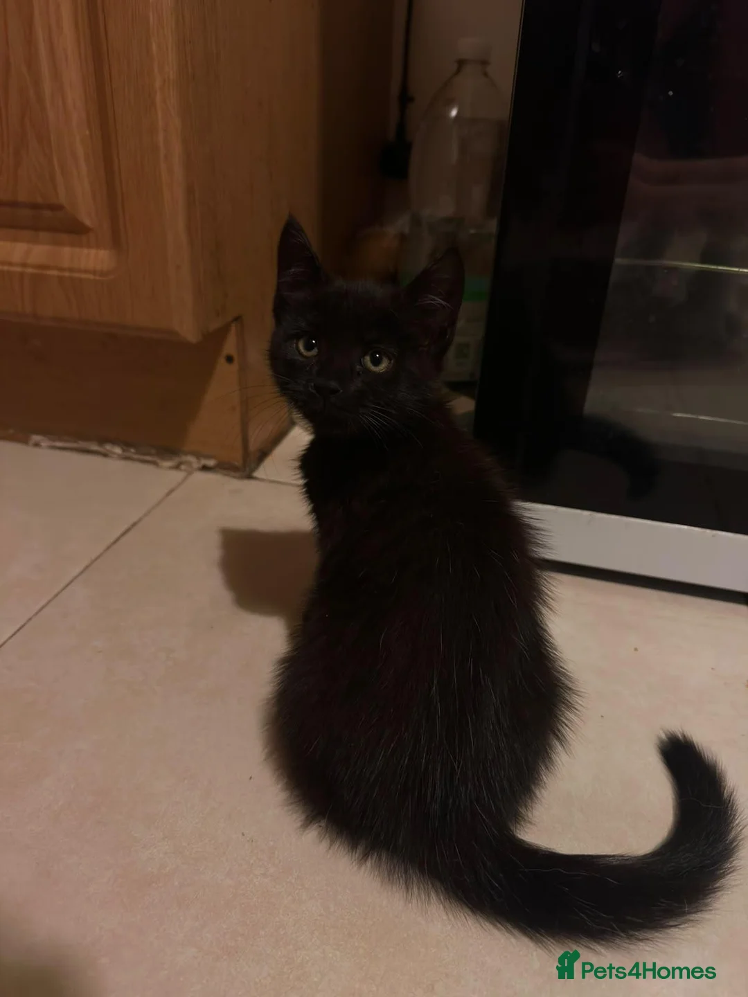 Maine Coon cats for sale: Beautiful Maine Coon Cross Kittens  - Advert 2