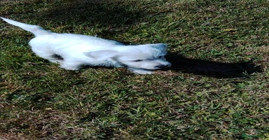 West Highland Terrier dogs - Advert 4