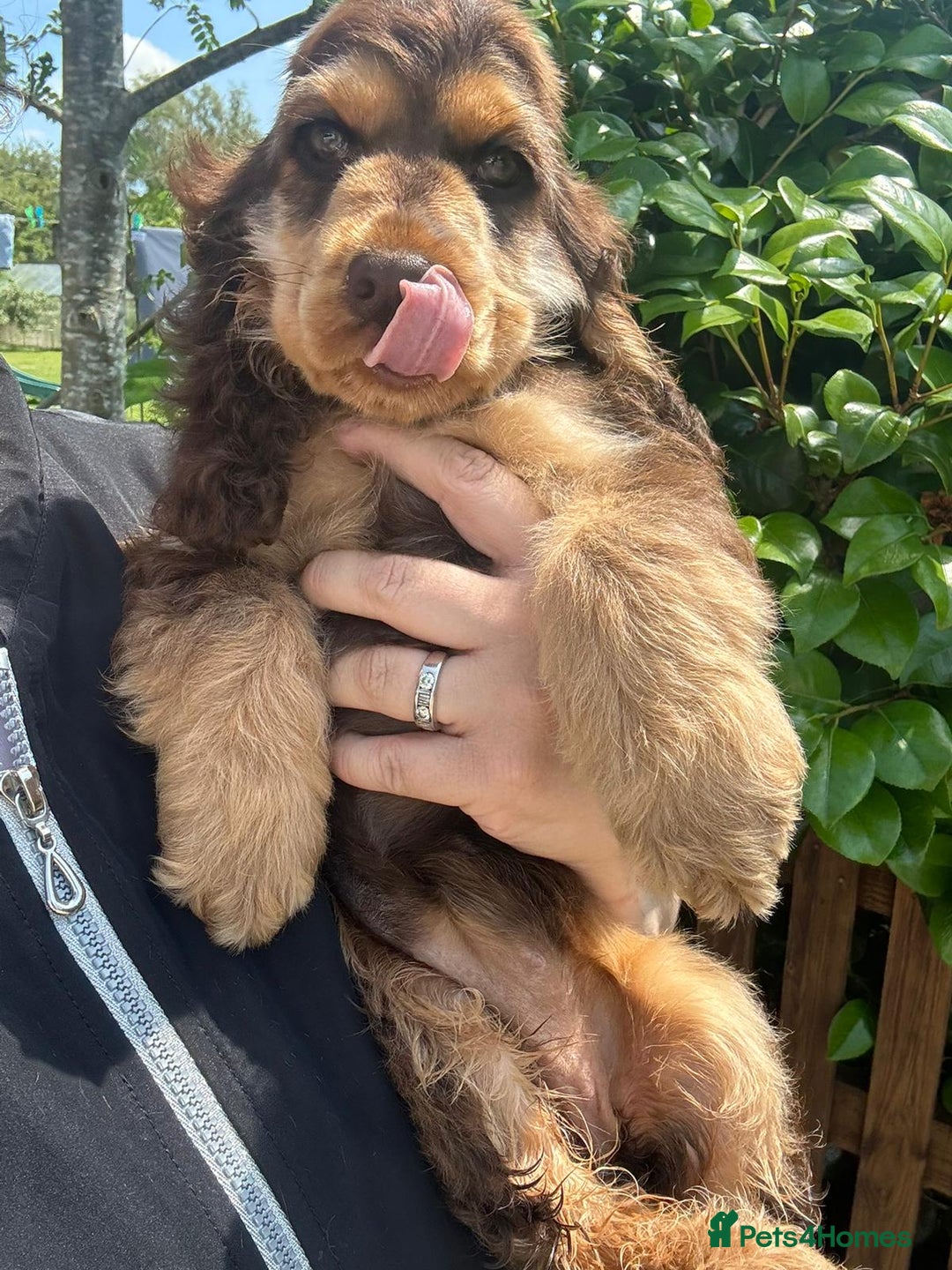 Cocker Spaniel dogs for sale: Gorgeous Tatty is seeking a fantastic family  - Image 6