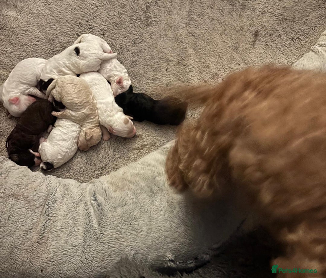 Cockapoo dogs for sale: 💛*COCKERPOO’S READY NOW in Cheshire*💛🏡 - Advert 22