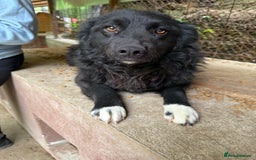 Mixed Breed dogs for adoption: Astra - Friendly girl looking for a home! - Image 3