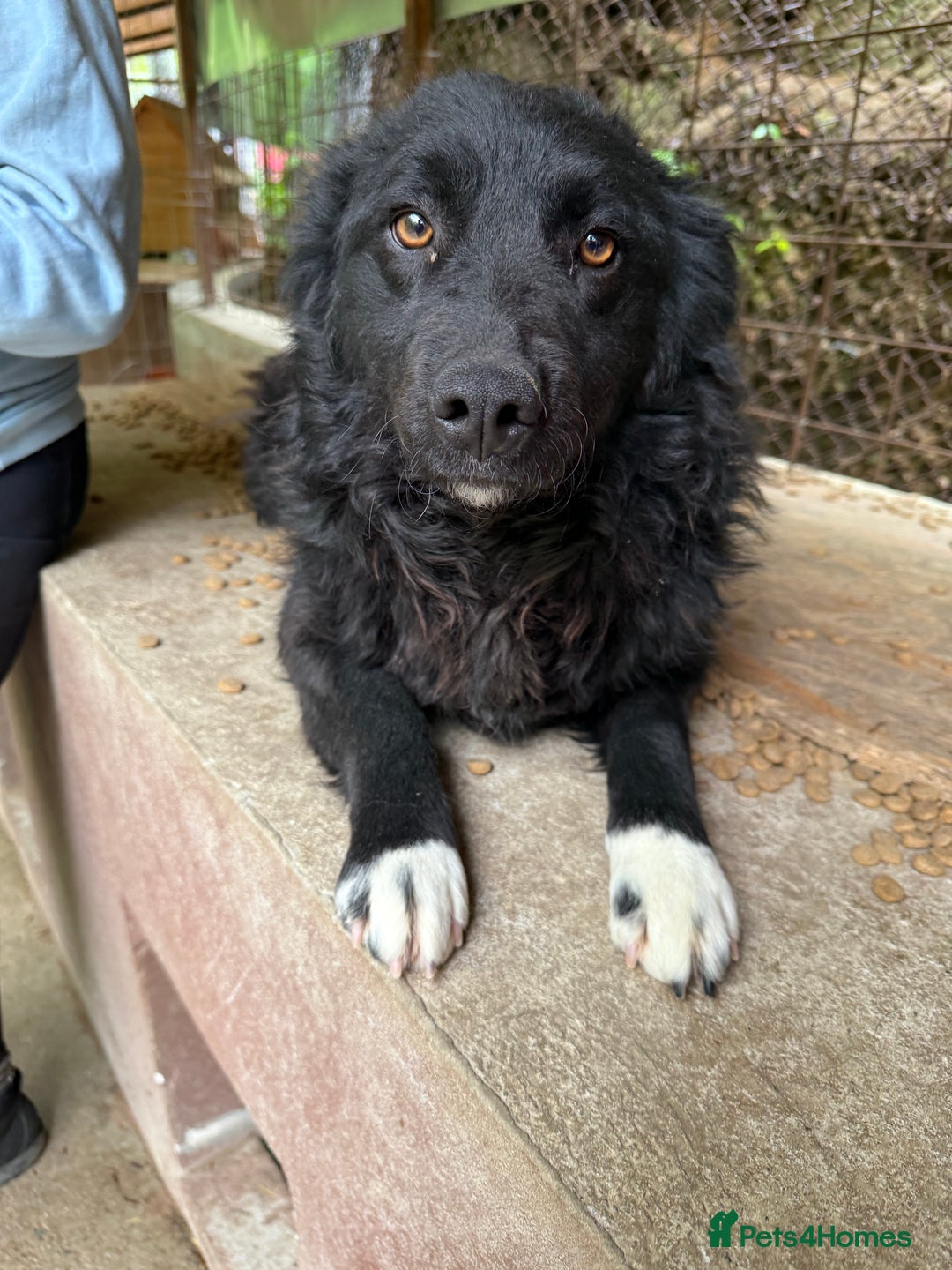 Mixed Breed dogs for adoption: Astra - Friendly girl looking for a home! - Image 3