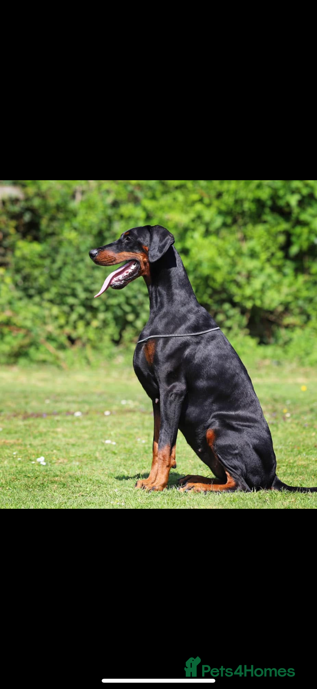 Dobermann dogs for sale: *Stunning Top/Best Bloodline Dobermanns For Sale* - Image 23