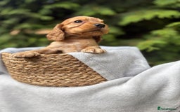 Cocker Spaniel dogs for sale: GORGEOUS SHOW TYPE SABLES COCKER SPANIAL PUPPIES - Image 6
