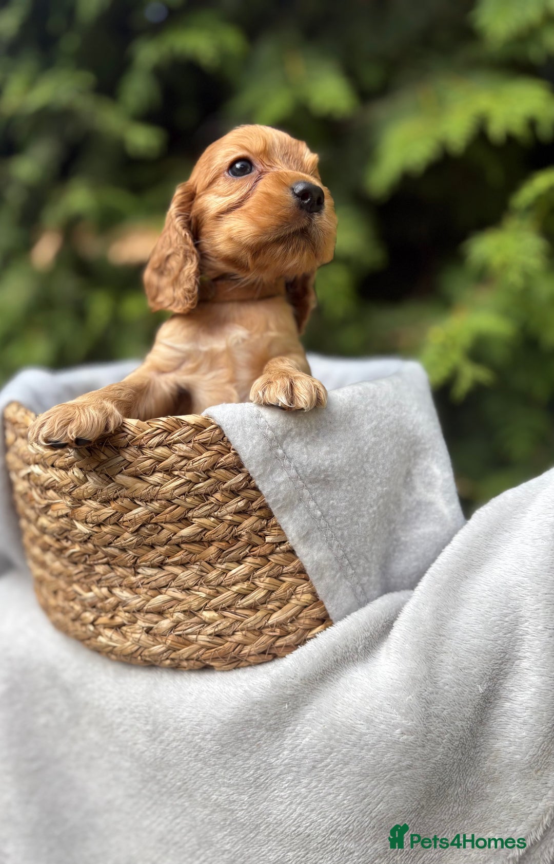 Cocker Spaniel dogs for sale: GORGEOUS SHOW TYPE SABLES COCKER SPANIAL PUPPIES - Image 6