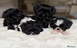 Shih Tzu dogs for sale: AMERICAN IMPERIAL SHIH TZU PUPPIES - Image 5