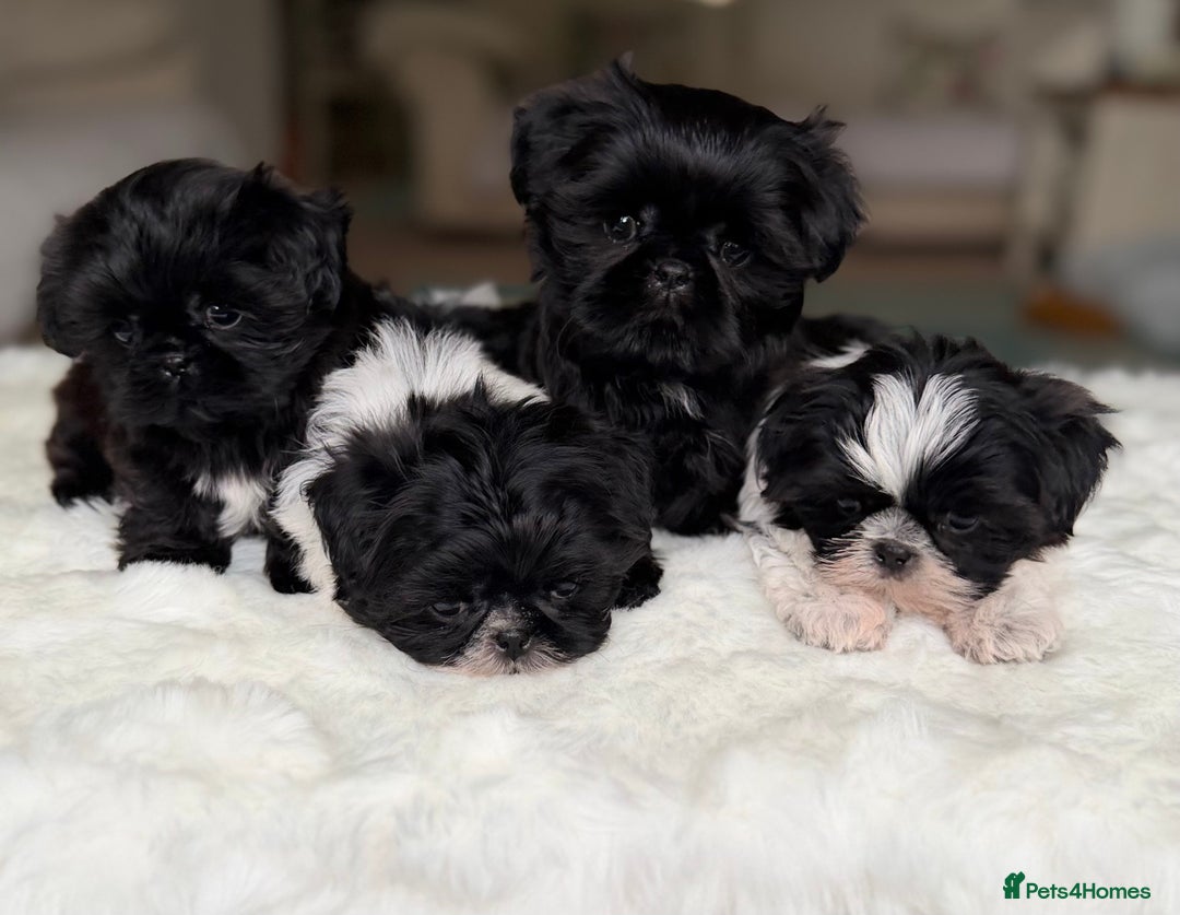Shih Tzu dogs for sale: AMERICAN IMPERIAL SHIH TZU PUPPIES - Image 5