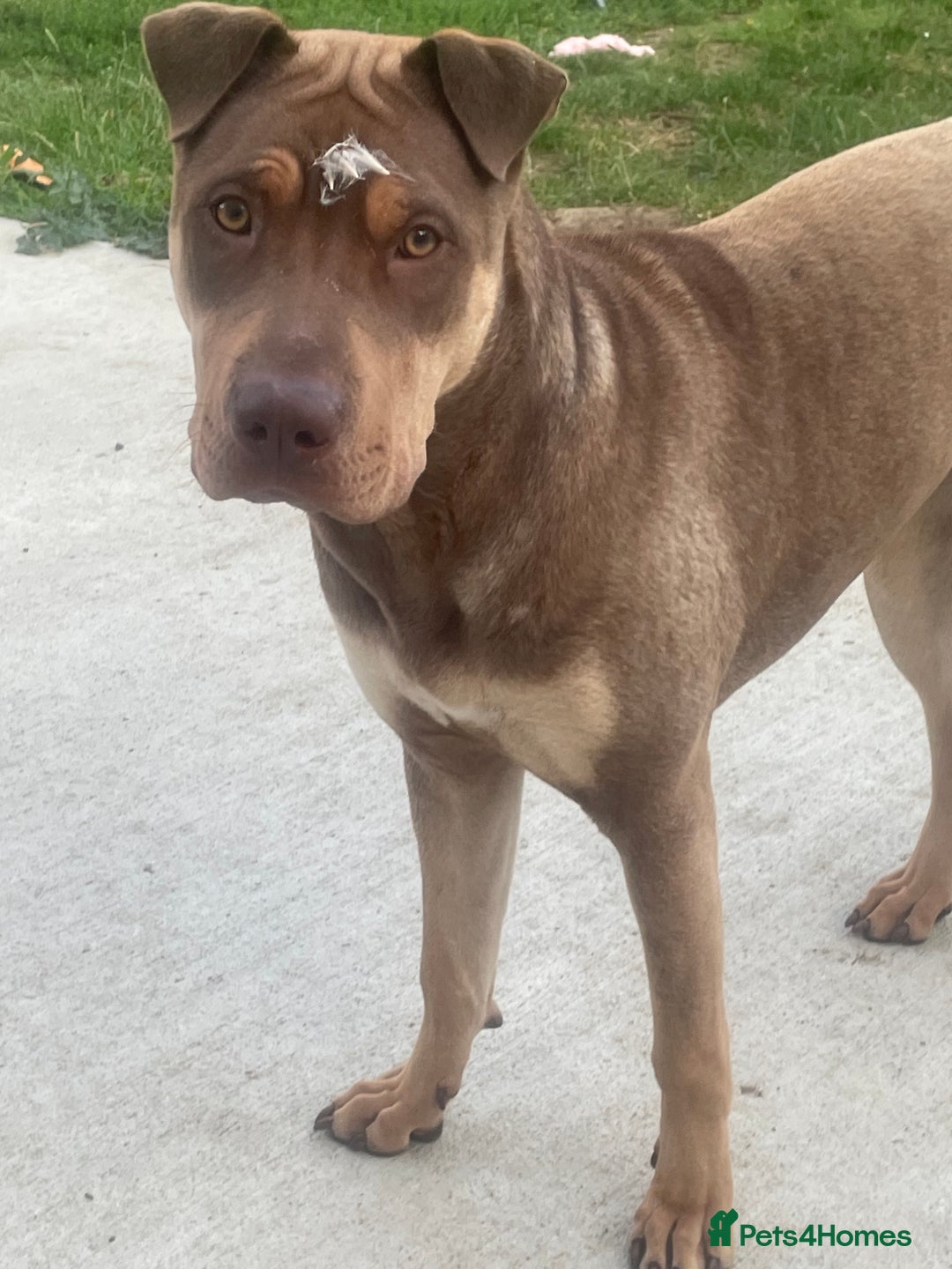 Mixed Breed dogs for sale: Sharpei x labrador - Image 2