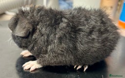 Guinea Pig rodents for sale: Teddy Guinea Pig Baby Boars - Image 24