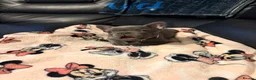 French Bulldog dogs for sale: Frenchie pups  - Advert 7
