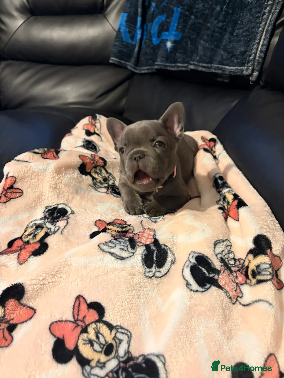French Bulldog dogs for sale: Frenchie pups  - Advert 7