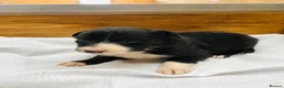 Border Collie dogs for sale: Stubleywood Border Collies - Advert 4