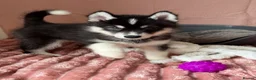 Utonagan dogs for sale: Crufts Line Husky x Malamute - Health tested 🐾 - Advert 17