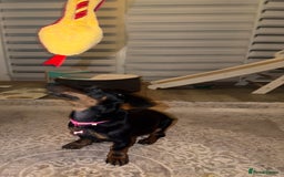 Dachshund dogs for sale: 14 Week old Dachshund Playful & Potty Trained - Image 5