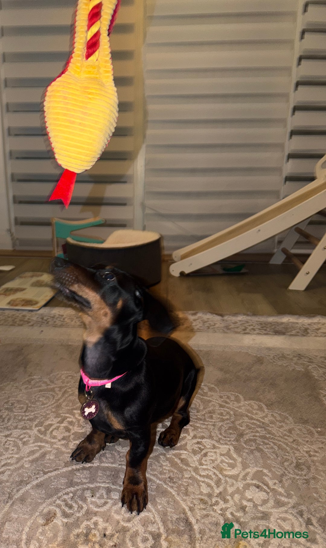 Dachshund dogs for sale: 14 Week old Dachshund Playful & Potty Trained - Image 5