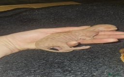 Sphynx cats for sale: Rare red tabby sphynx  - Image 10