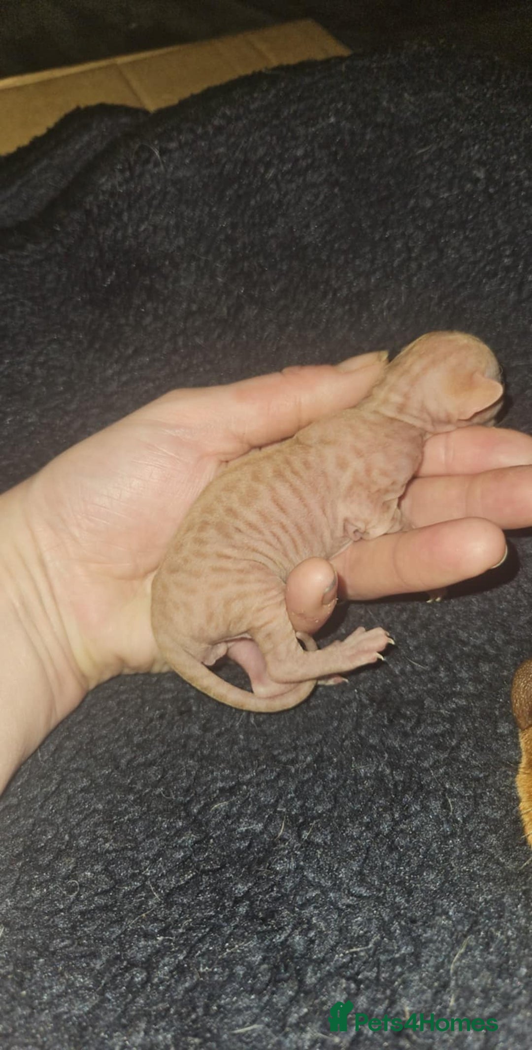 Sphynx cats for sale: Rare red tabby sphynx  - Image 10