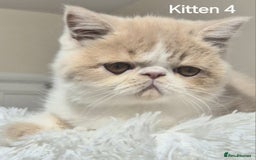 Exotic cats for sale: Registered Brothers  - Image 21