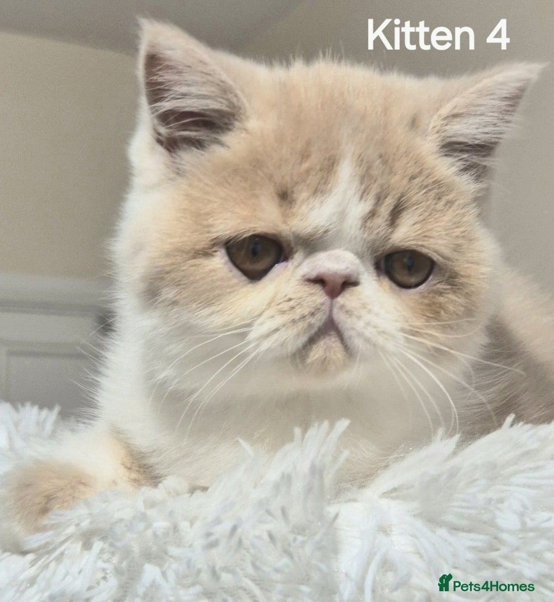 Exotic cats for sale: Registered Brothers  - Image 21