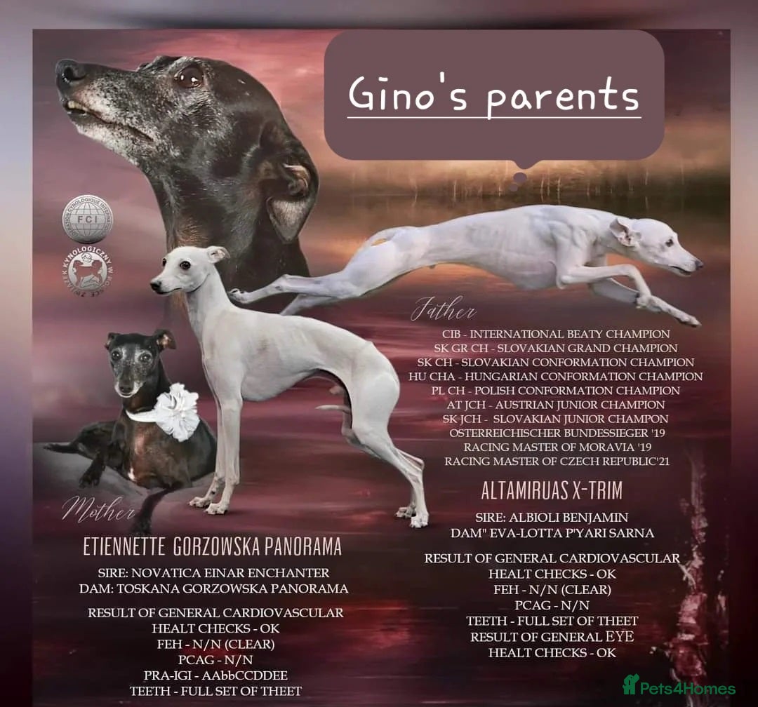 Italian Greyhound dogs for stud: Outstanding Boy - 25 champions in 5 generations - Image 3