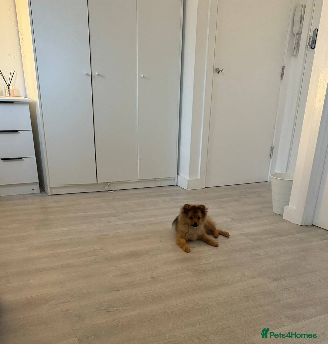 Mixed Breed dogs for sale: Loving, Sweet, Intelligent 12-Week Puppy! 💕 - Advert 4