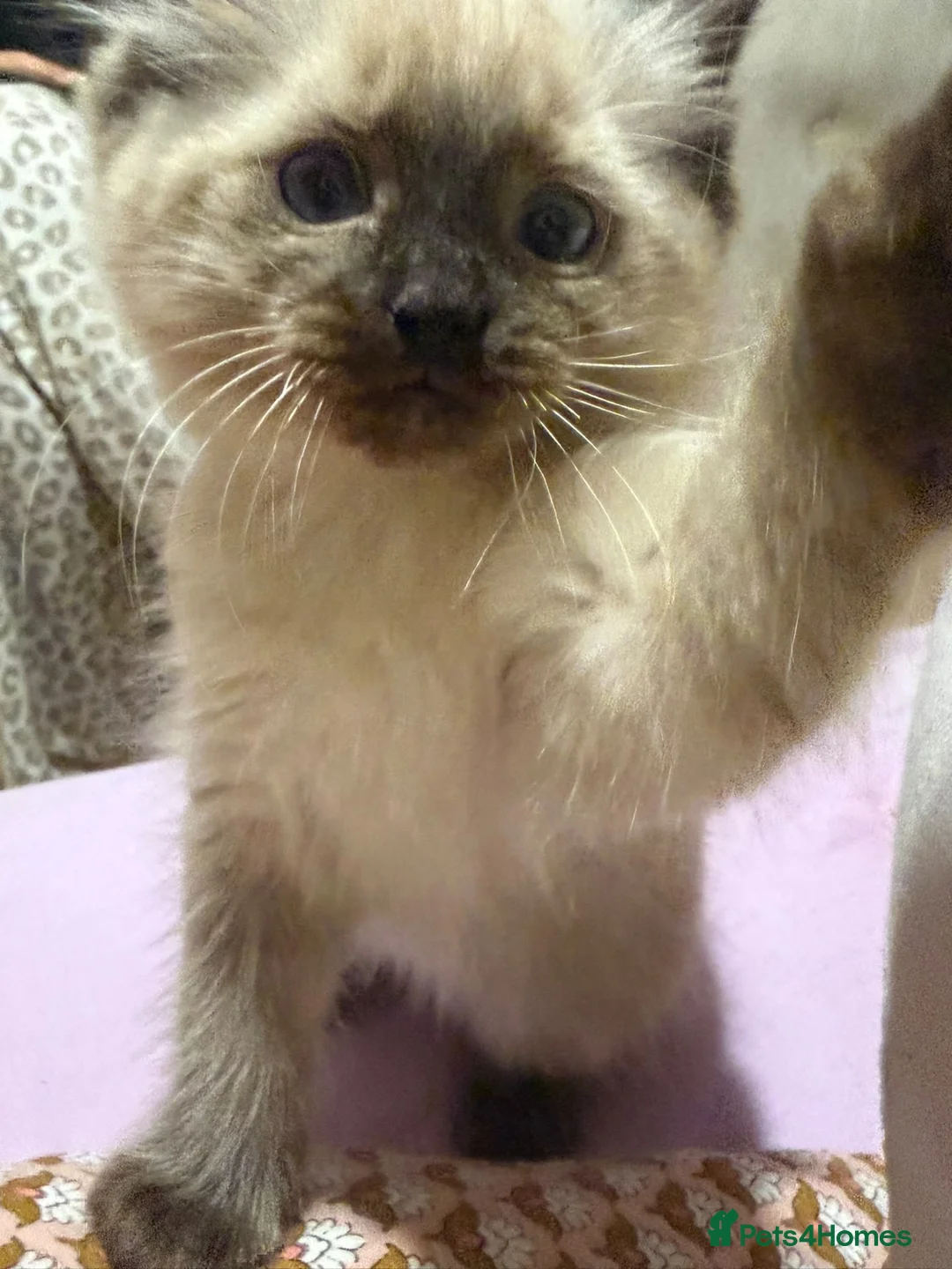 Ragdoll cats for sale: Rag doll  - Advert 2