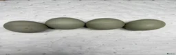 Ducks poultry for sale: 6x Pure breed Magpie duck hatching eggs  in Isle of Gigha - Advert 2