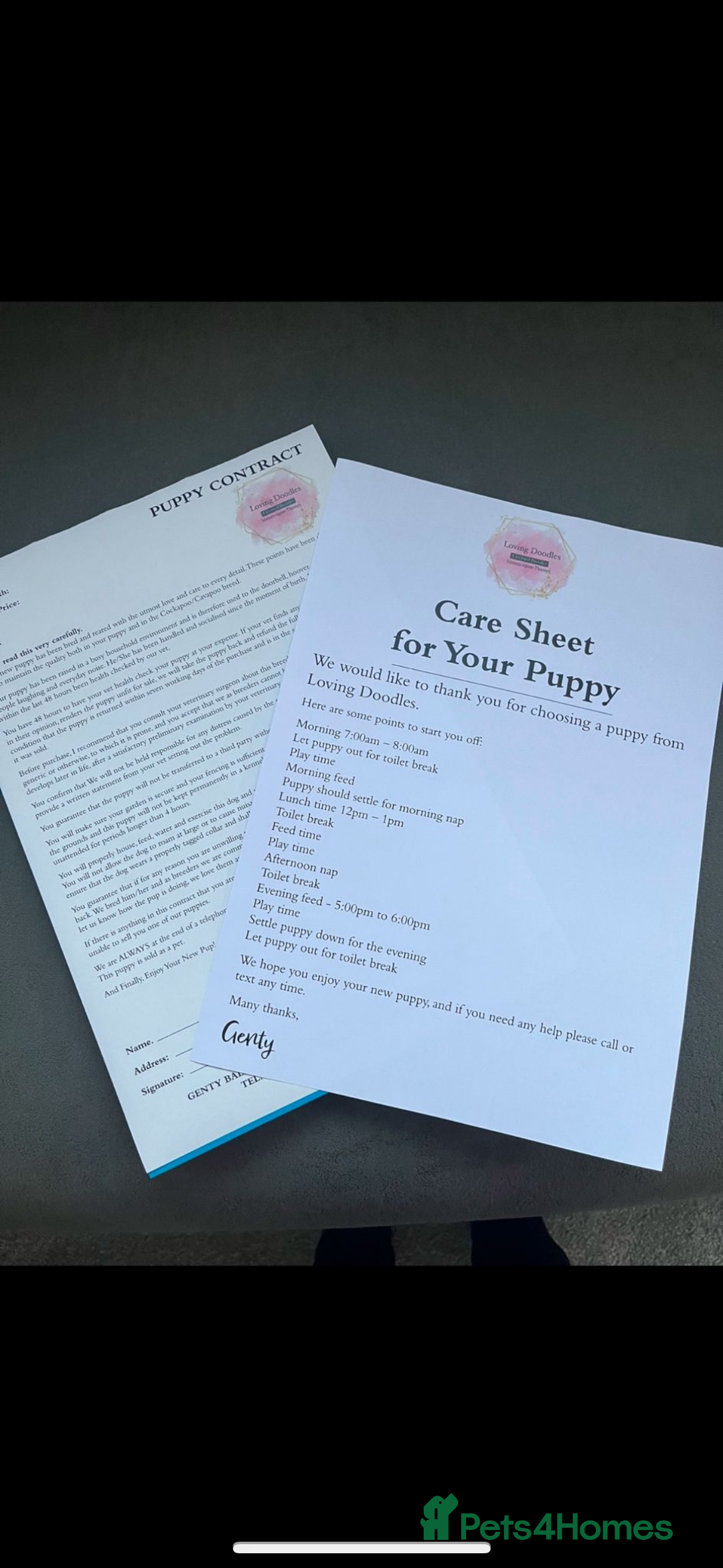 Cavapoo dogs for sale: 🐾STUNNING CAVAPOOS F1 🐾 - Advert 16