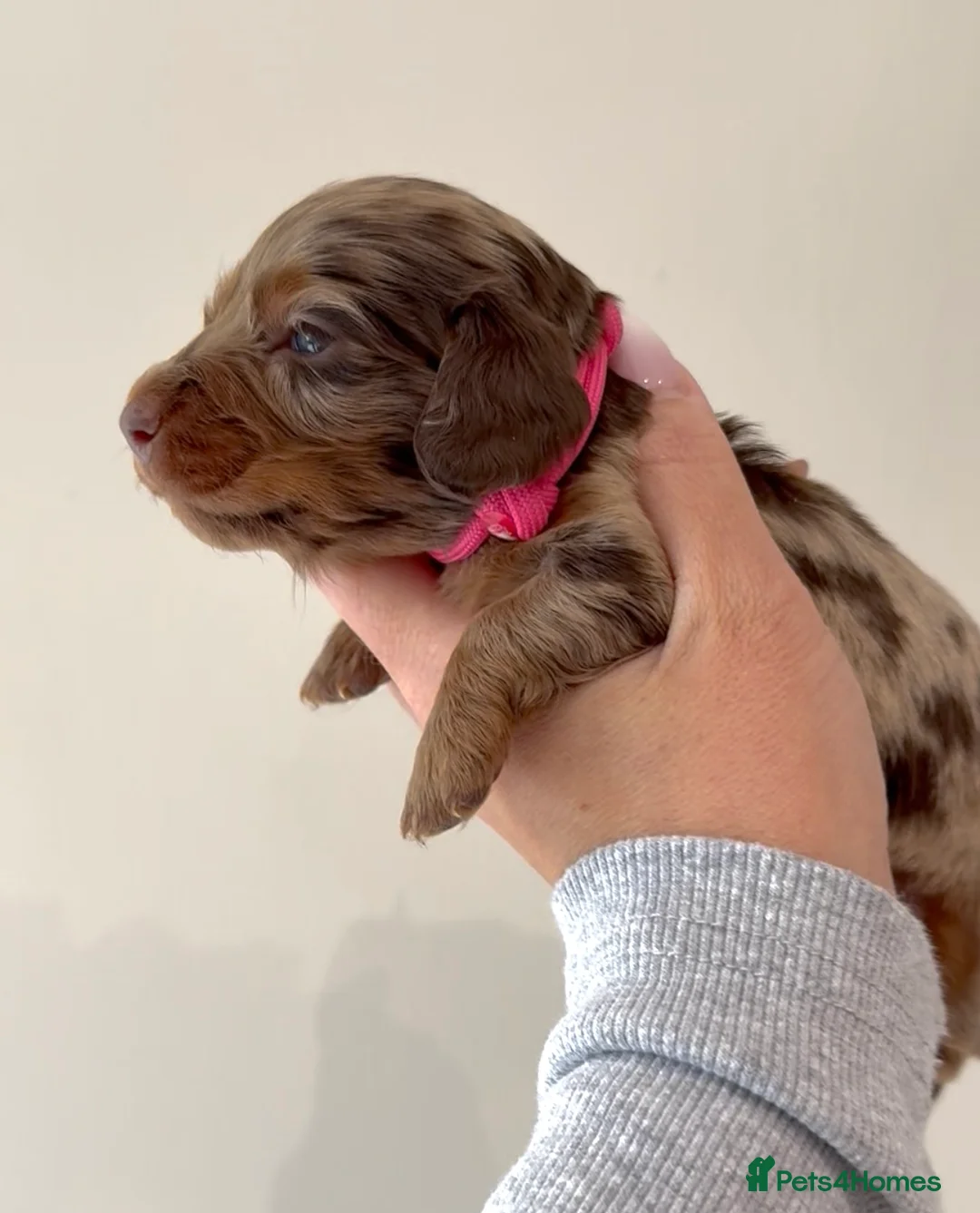 Miniature Dachshund dogs for sale: KC long hair miniature dachshunds - Advert 10