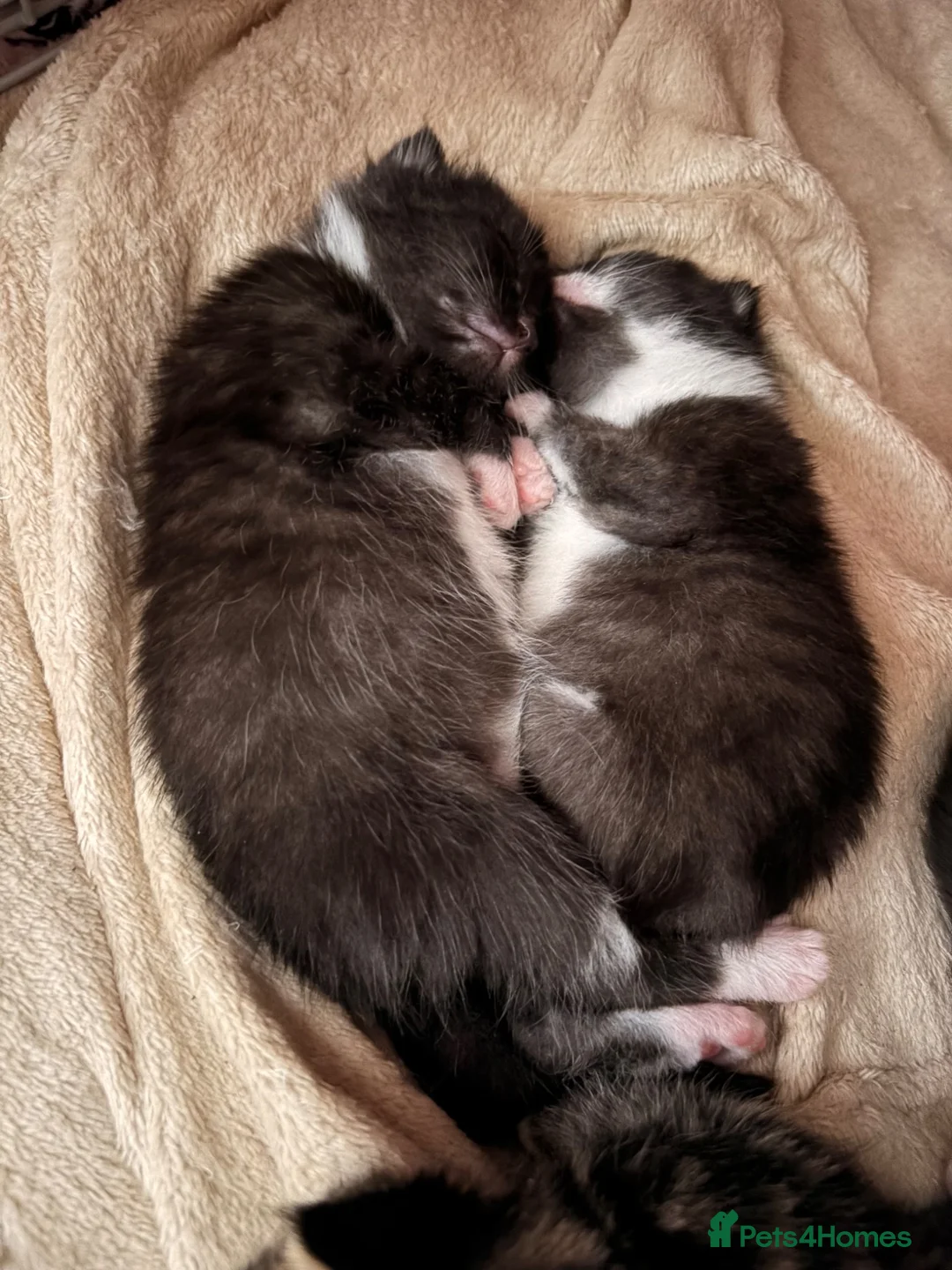 Maine Coon cats for sale: Maine Coon Cross Kittens - Advert 10