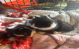 Mixed Breed cats for sale: 3 beautiful Kittens for sale  - Image 9