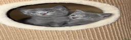 Mixed Breed cats for sale: Russian blue x British shorthairs  - Advert 4