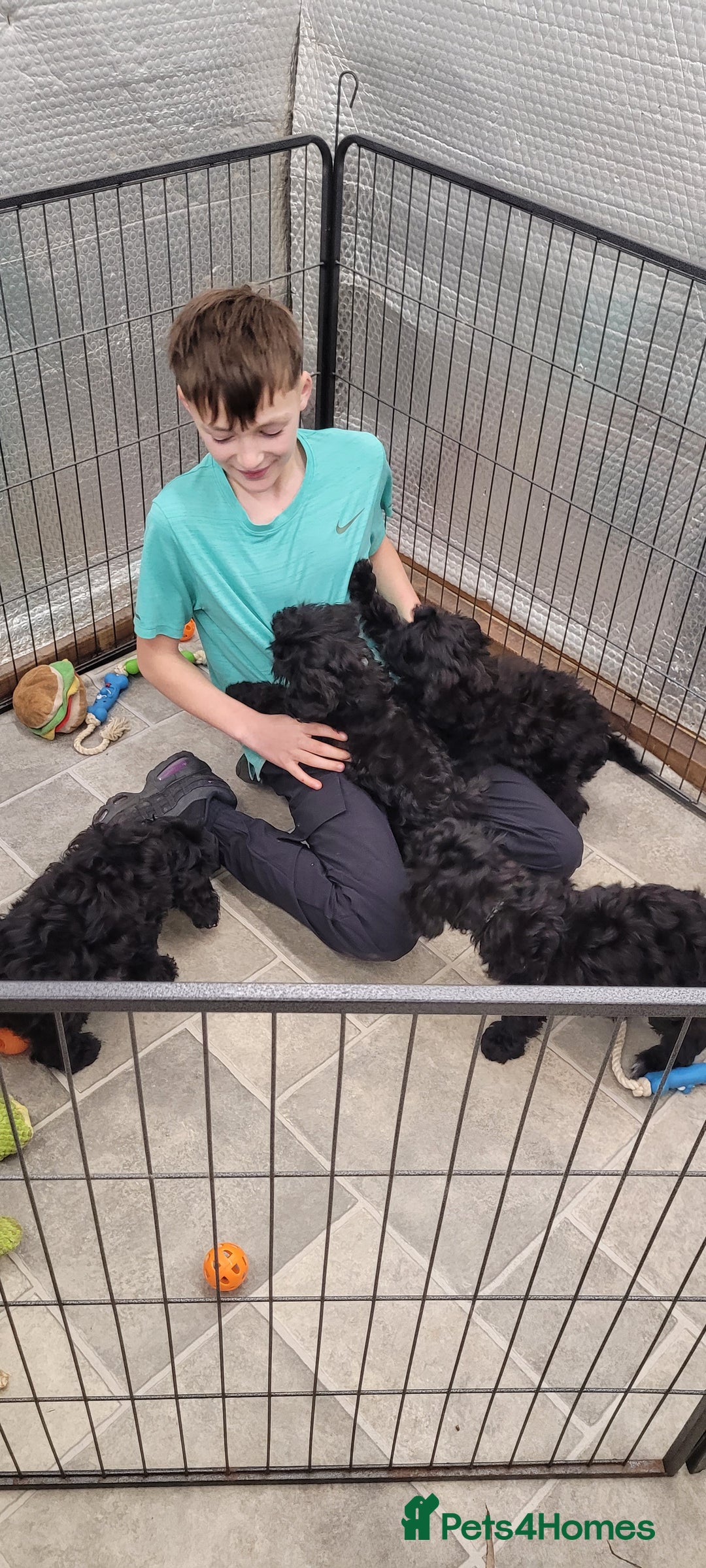 Cockapoo dogs for sale: 3 Stunning Black Girls F1 Show type cockapoos - Advert 17