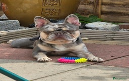 French Bulldog dogs for sale: French bulldog  - Image 2