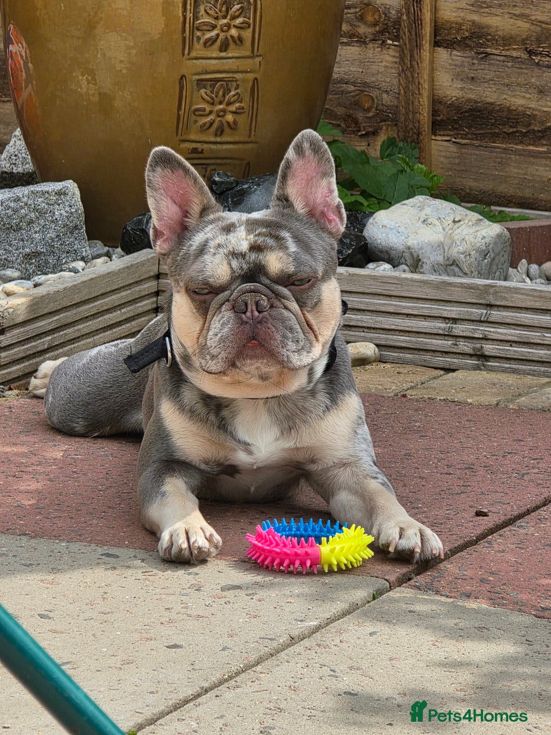 French Bulldog dogs for sale: French bulldog  - Image 2