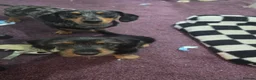 Mixed Breed dogs for sale: 1x Female dorkie (3 months old) - Advert 3