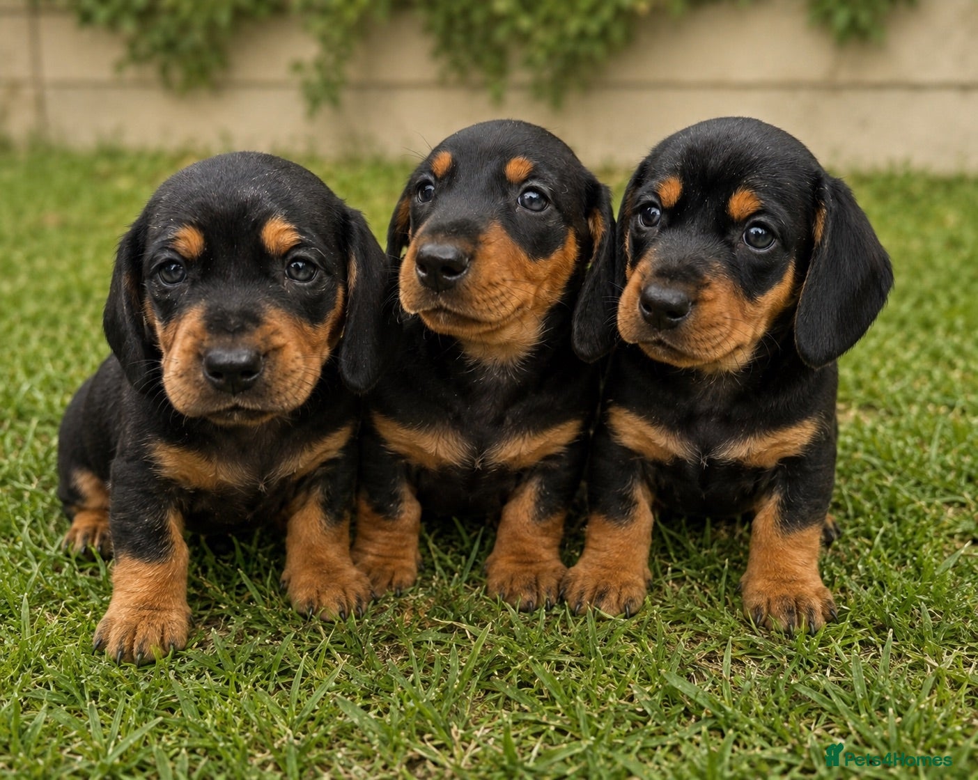 Dachshund dogs 3 Beautiful Dachshunds - Advert 1