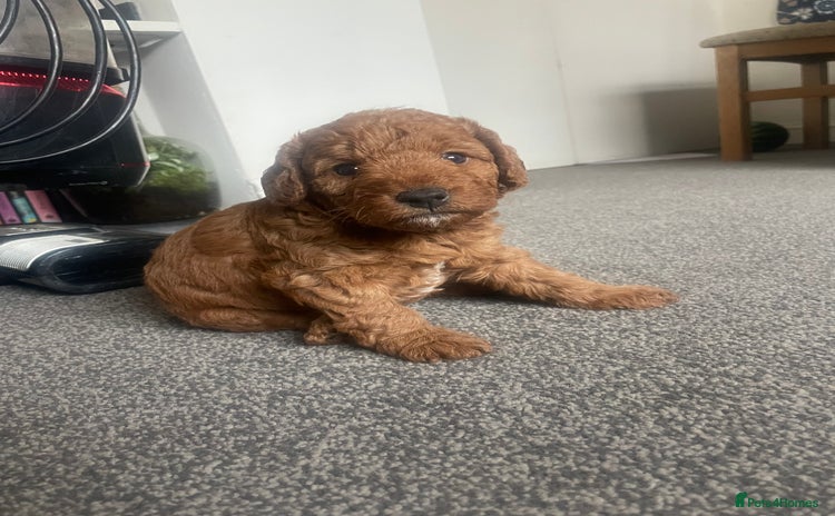 Labradoodle dogs - Advert 8