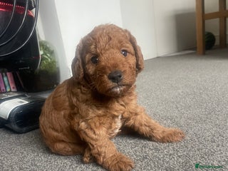 Labradoodle dogs - Advert 36